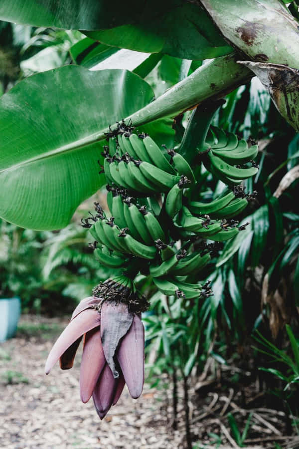 Lodrig og frugtbar banantræ i naturen