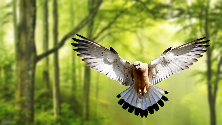 Aquila Maestosa in Volo 4K
