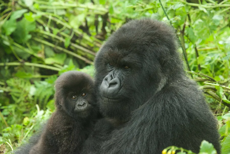 Cute Gorilla