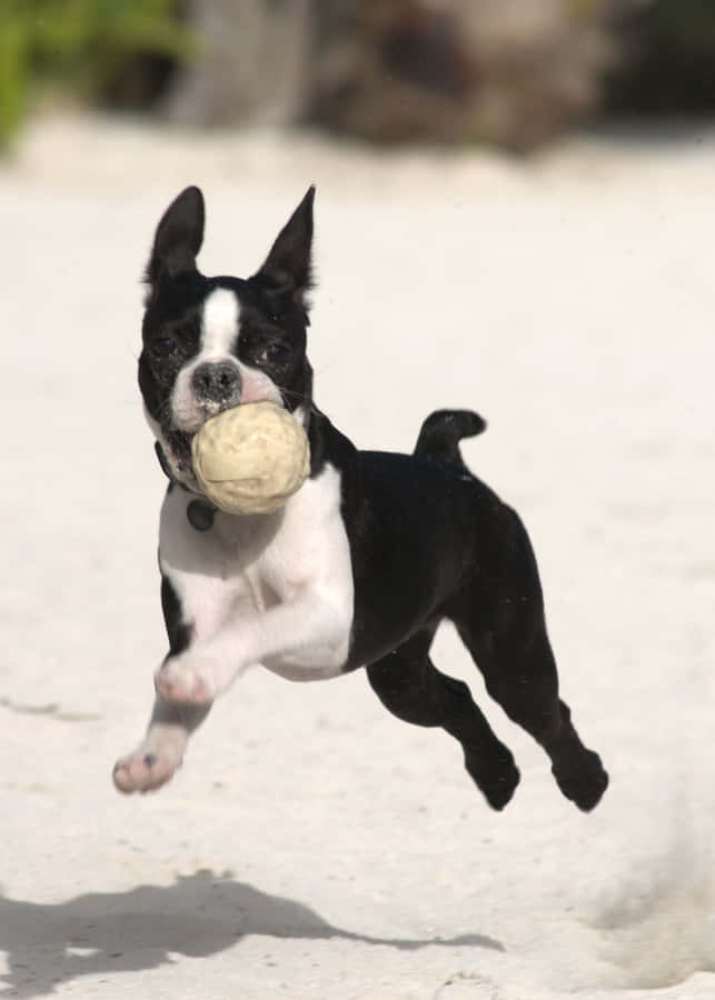 BostonTerrier beim Ballspielen Foto