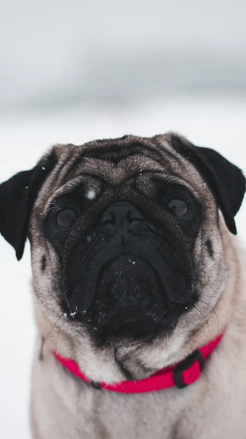 Pug
