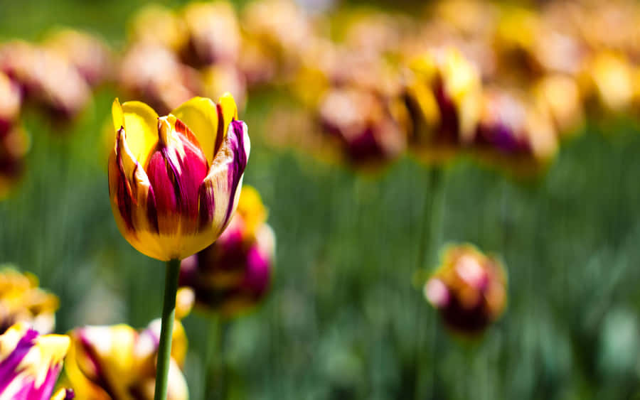 Etnærbillede af farverige botaniske planter i en have.