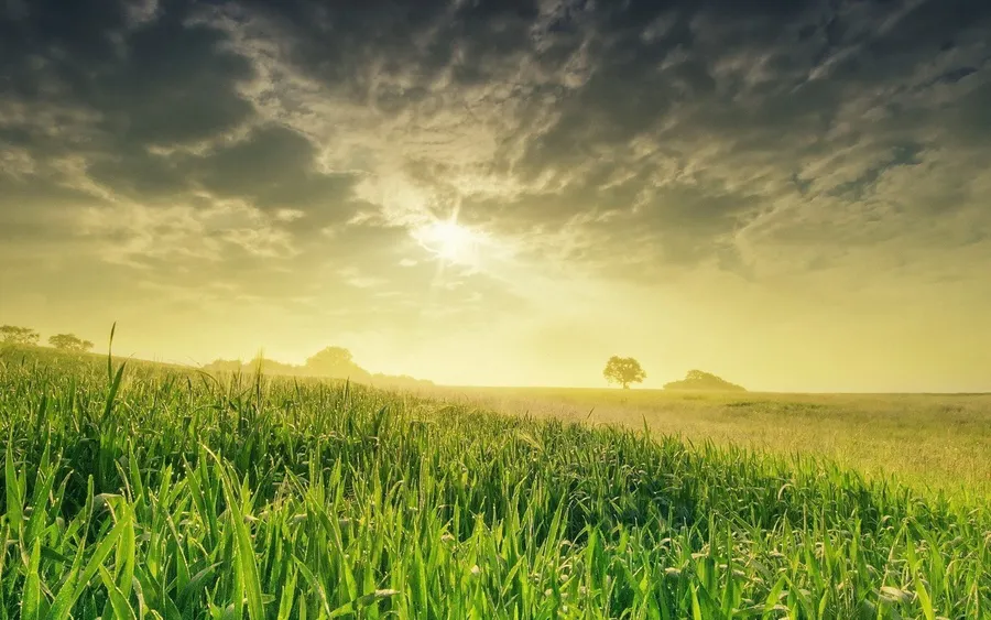 Grassy Background
