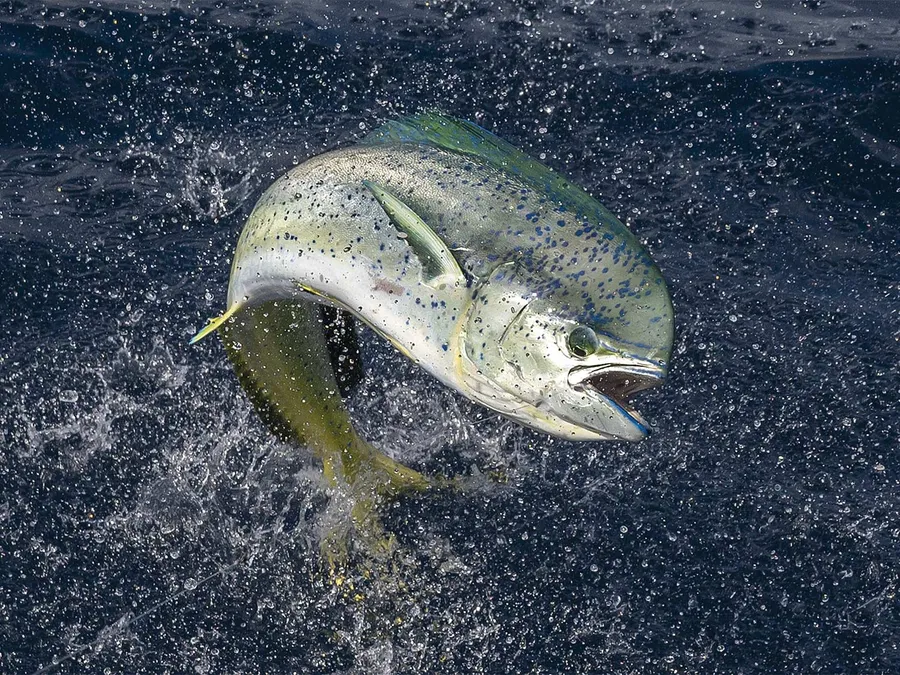 Leaping Dolphinfish Splash