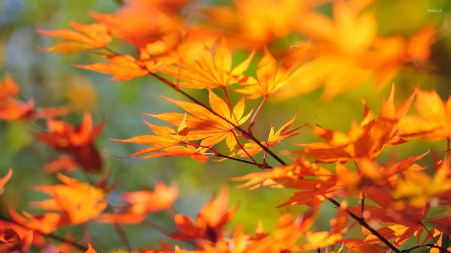 Autumn Leaf