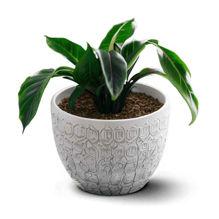 Minimalist Floor Plant PNG opw94