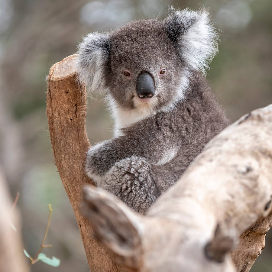 Koala bear marsupial wallpaper