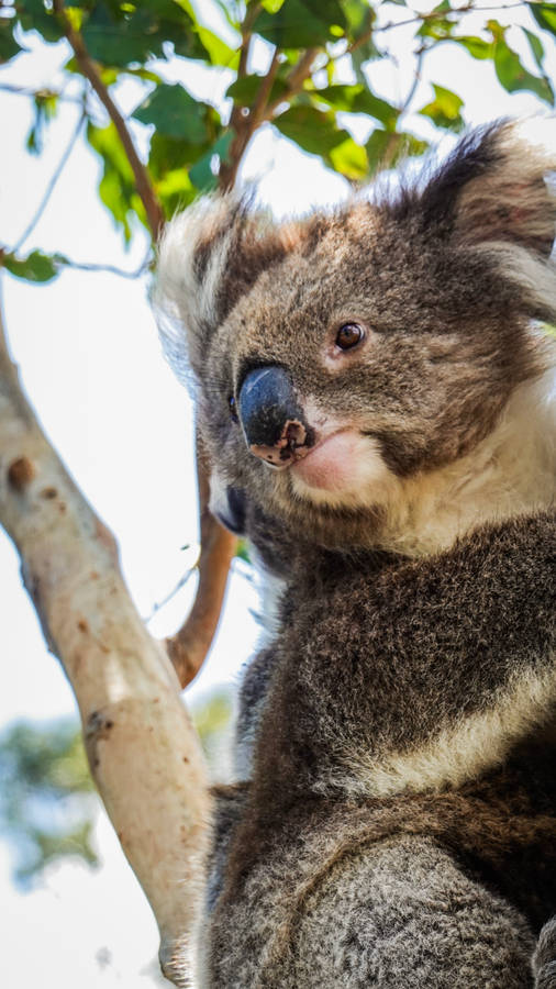 Koala Close-Up Photography wallpaper