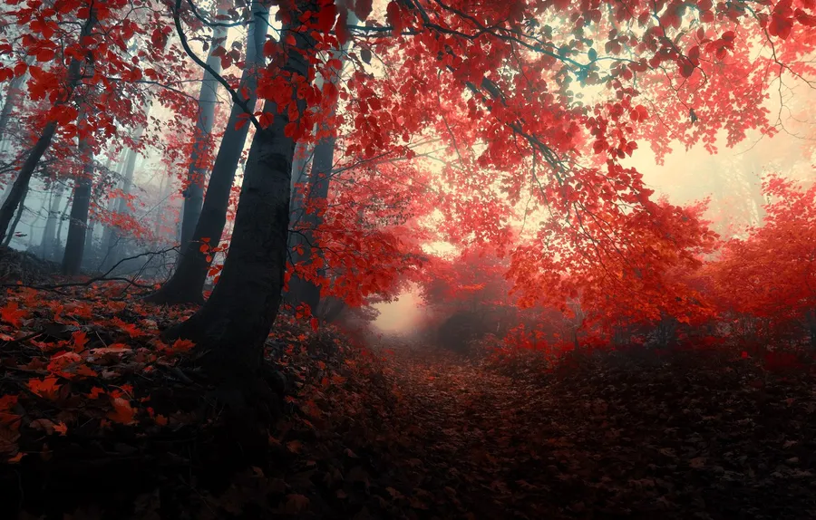 Red Forest