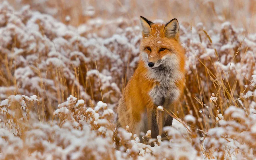 Cool Fox