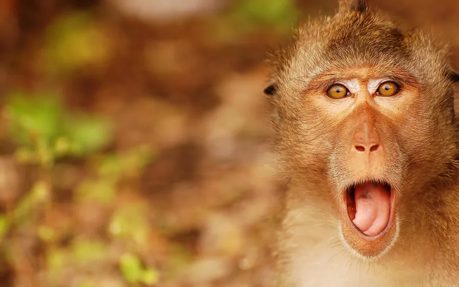 Surprised monkey face wallpaper