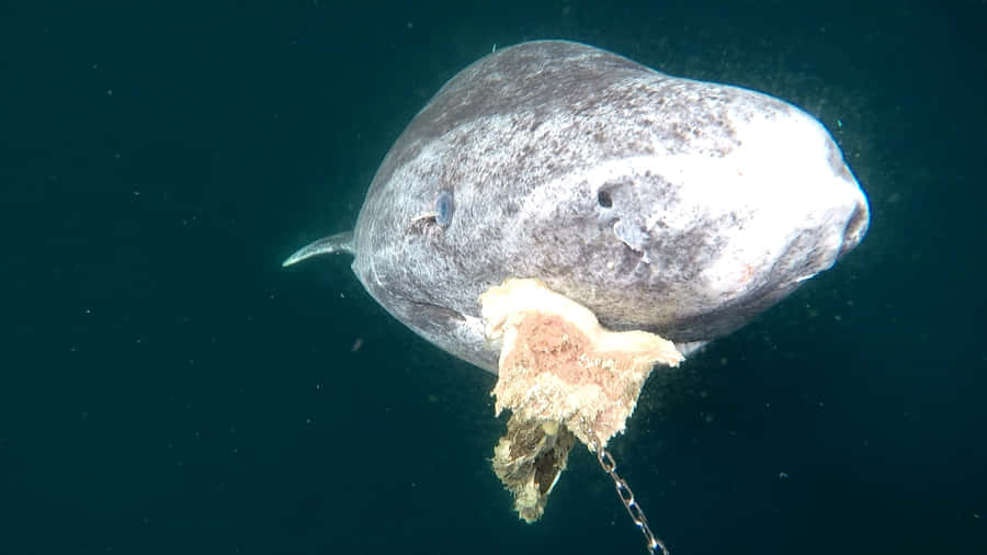 Squalo della Groenlandia Sott'acqua