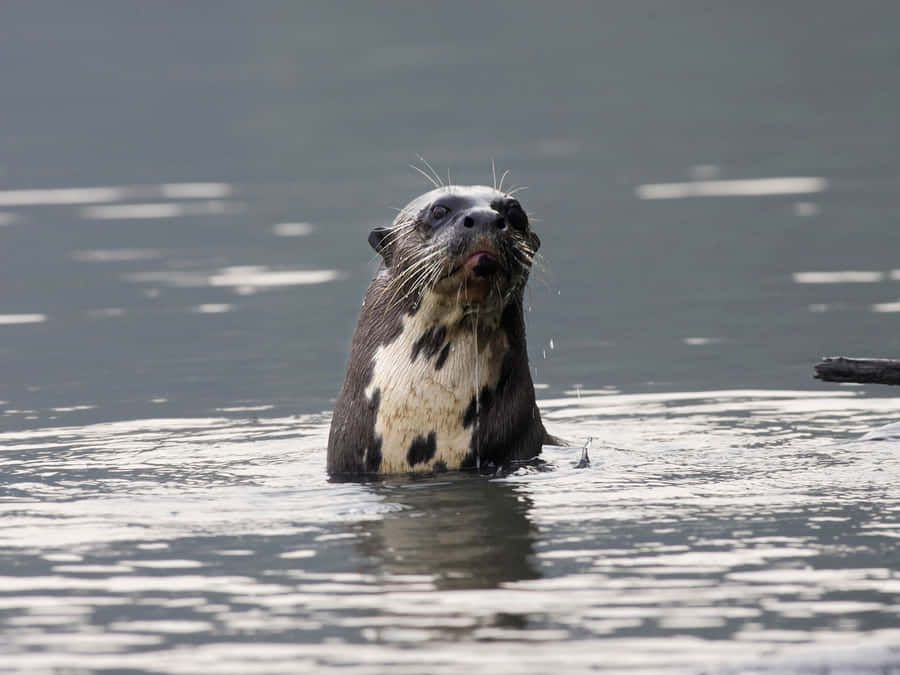 Castoro Gigante che Emerges dall'Acqua