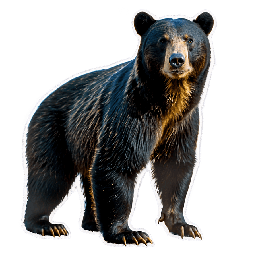Black Bear Standing Upright PNG 06122024