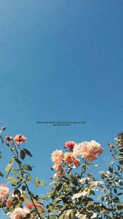 Cielo Blu, Fiori, Sovrapposizione di Testo