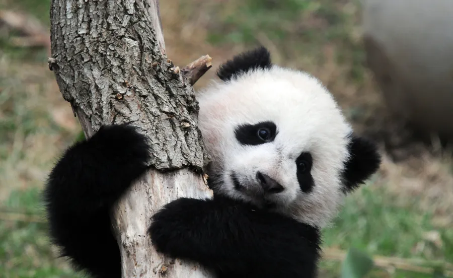 Panda pictures