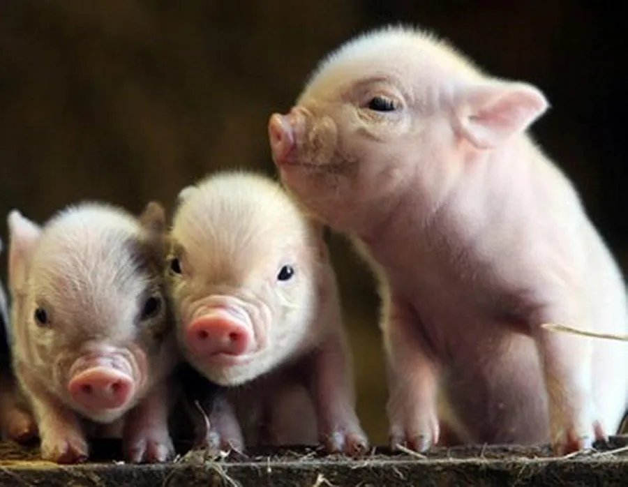 Pig background