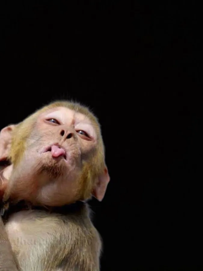 Funny Monkey Meme Face