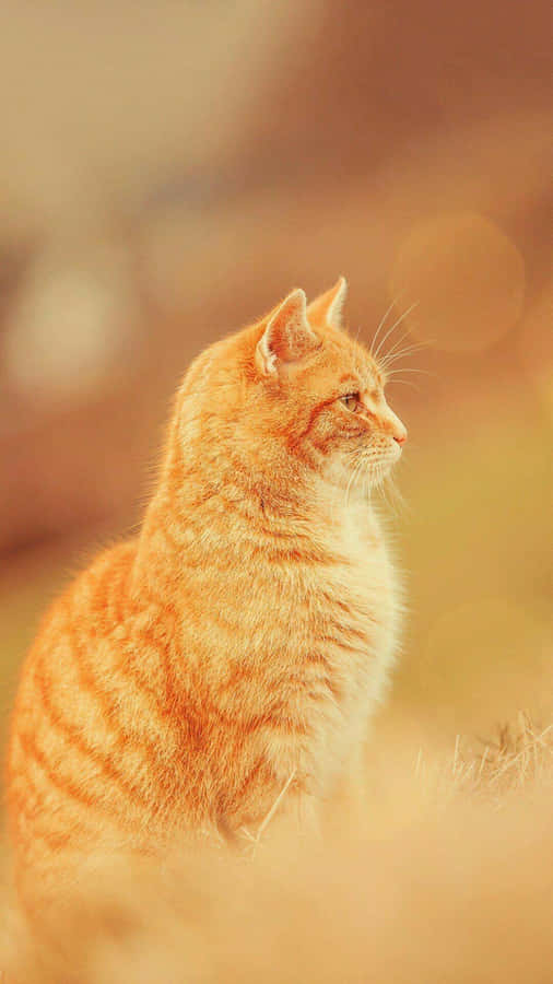 Kærlig Ginger Cat Picture Wallpapers