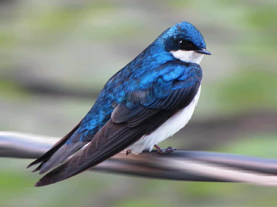 Swallow Blu Vibrante Appollaiato