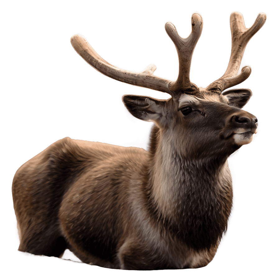 Playful Caribou Calves PNG 42