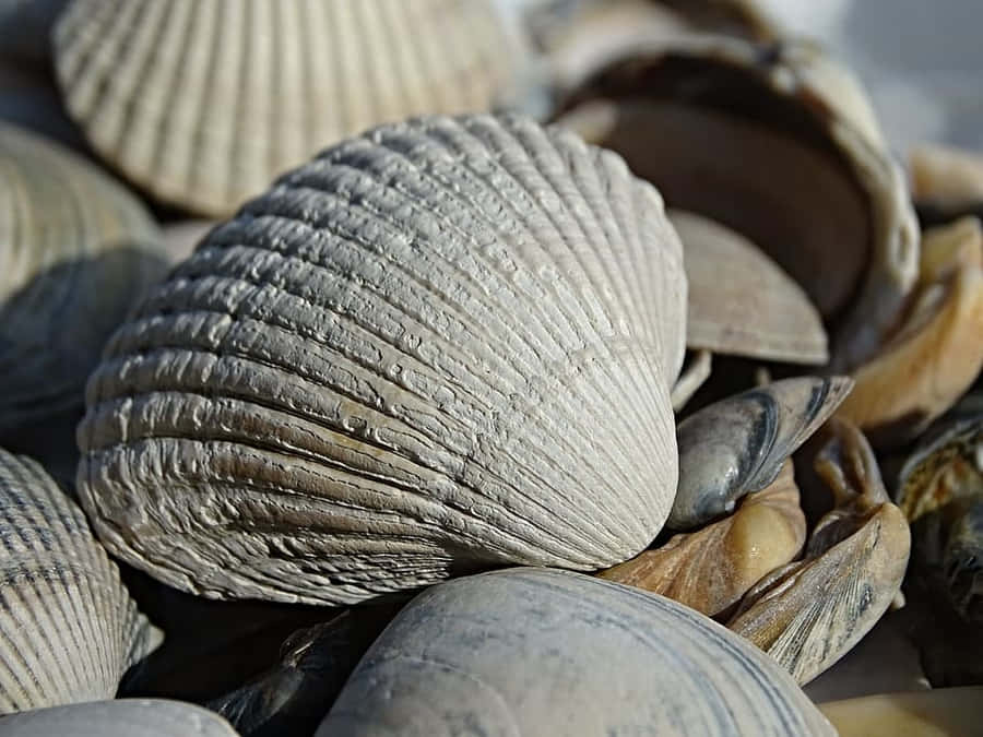 Close Up de Conchas de Côco