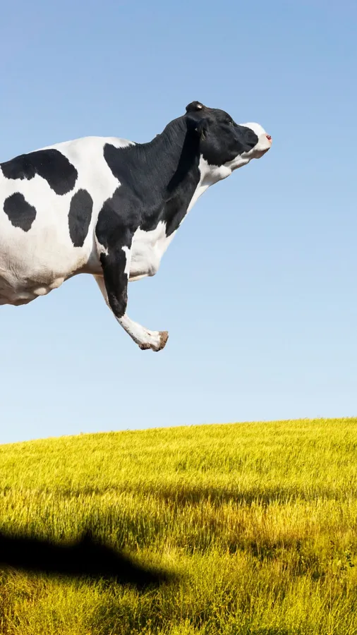 Cow Iphone