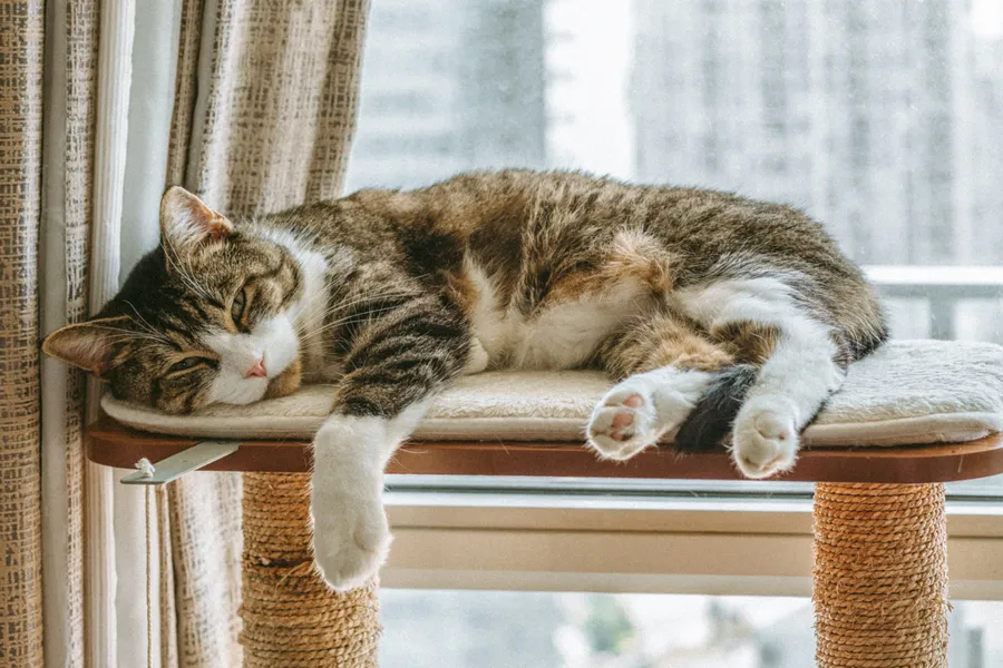 Cat Computer Sleeping