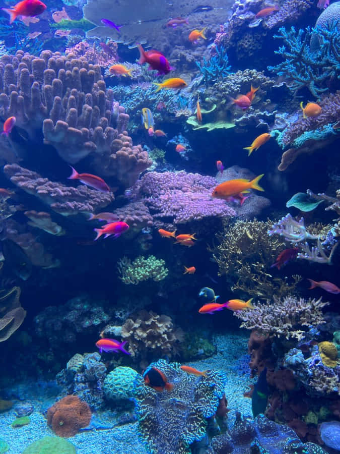 Vita vibrante dell'acquario