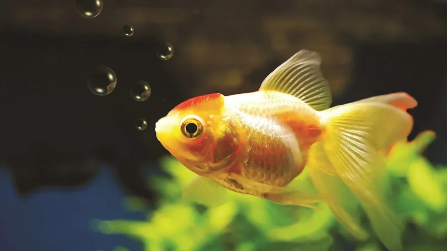 Goldfish background