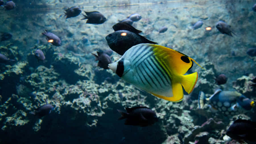Schmetterlingsfisch schwimmt im Aquarium