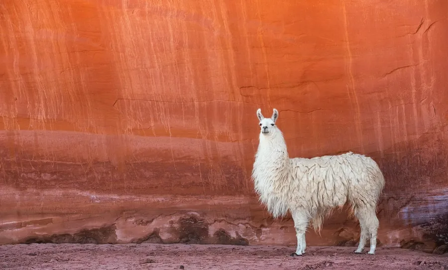 Desert Llama