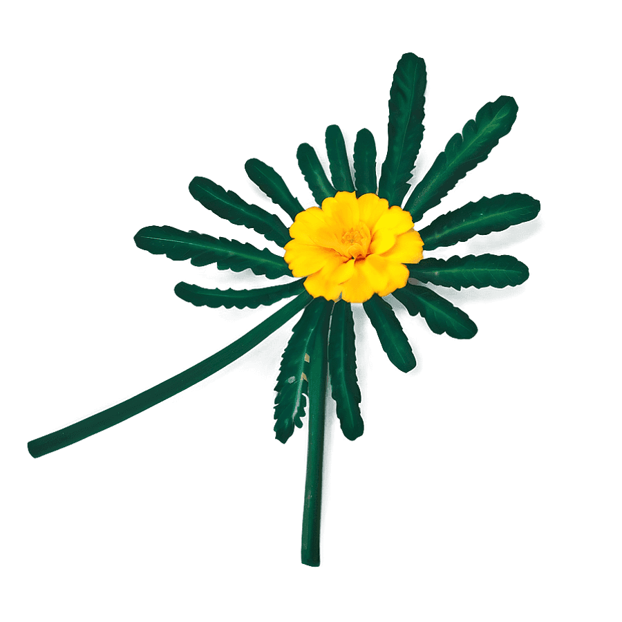 Bright Yellow Marigold PNG 90