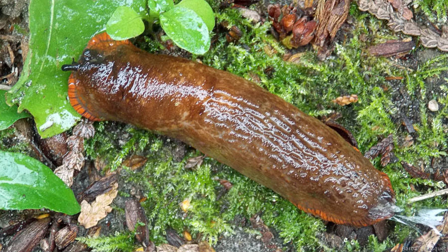 LumacaSpagnola Arancione Vibrante in un Ambiente Naturale