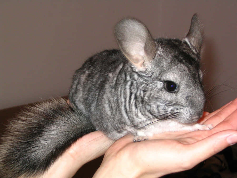 Densødeste chinchilla i verden!