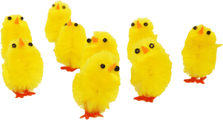 Flock_of_ Fuzzy_ Yellow_ Chicks
