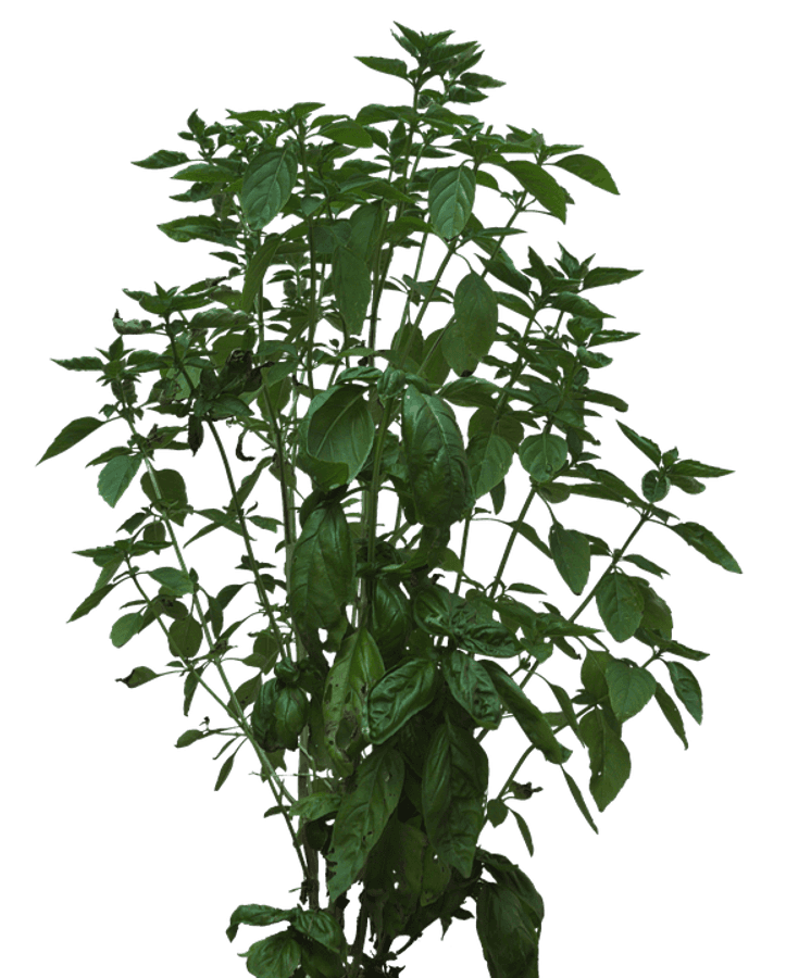 Lush Green Basil Plant