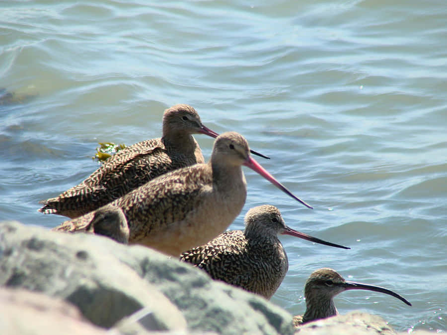 Whimbrels Descansando à Beira da Água