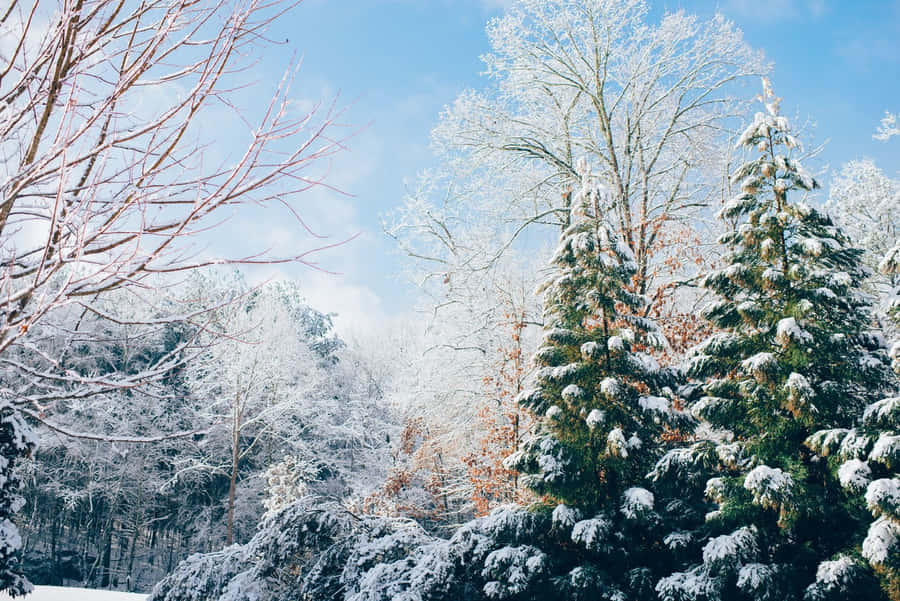 Sfondodi bellissimi alberi innevati.