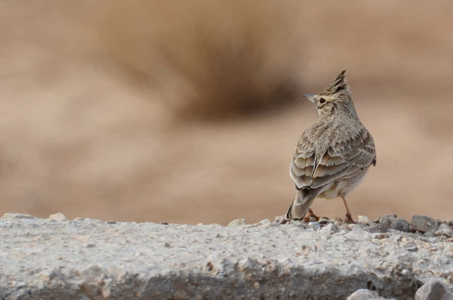 Lark Crestada Habitat Natural.jpg