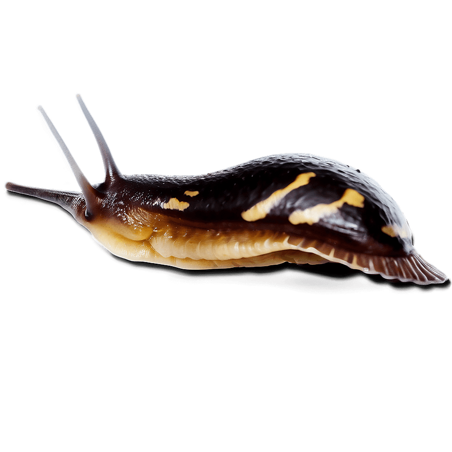 Realistic Slug Illustration PNG 06112024