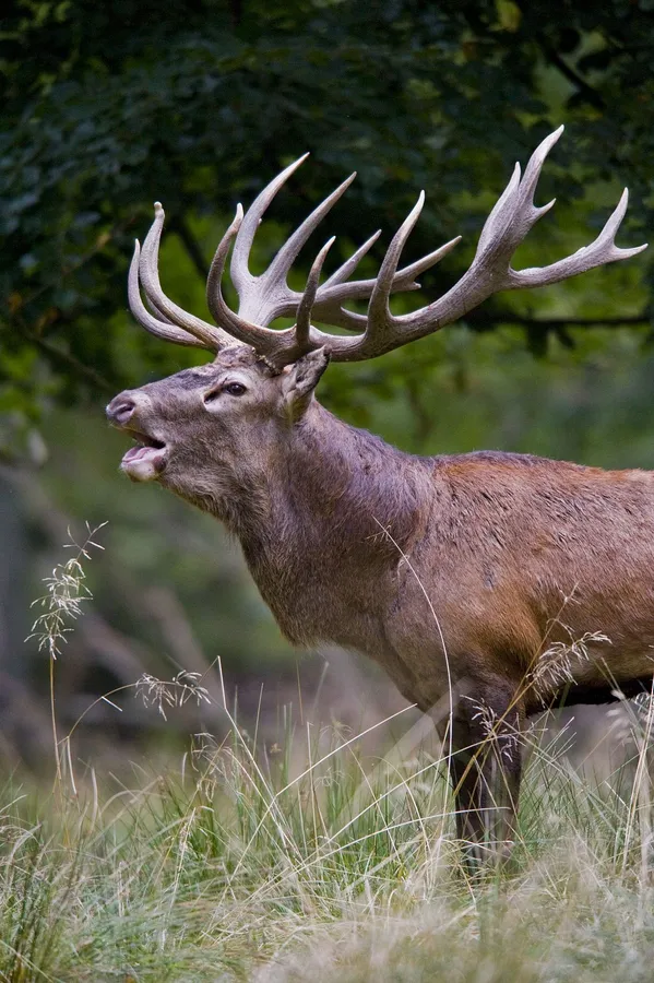Buck
