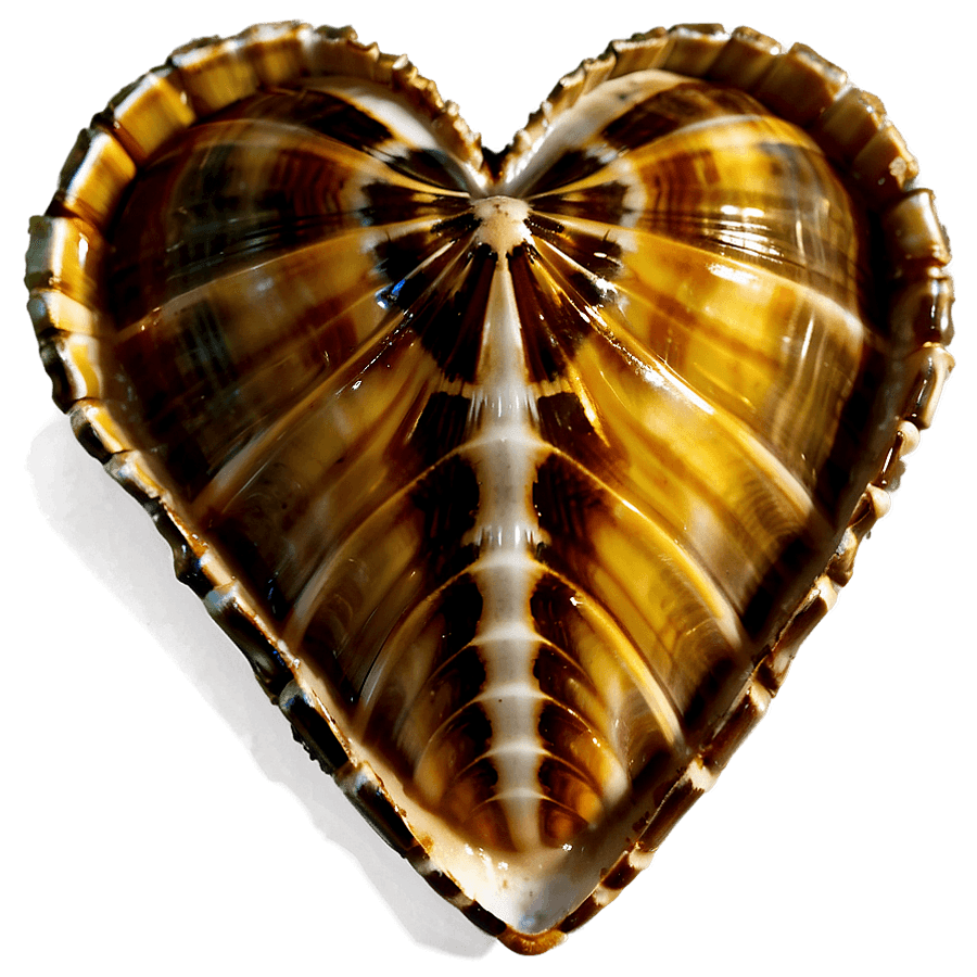 Heart Shaped Shells PNG 54