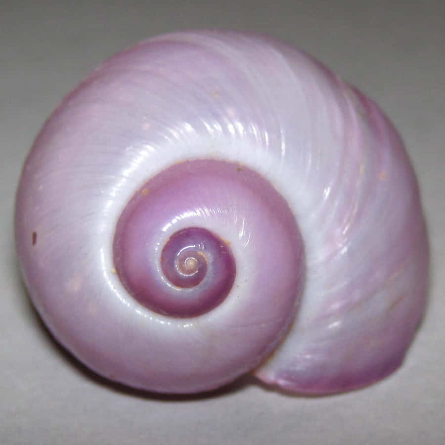 Pink Havsnail Skaller