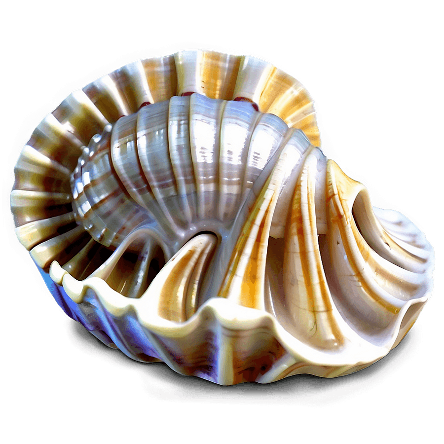Sea Treasure Shell PNG 29