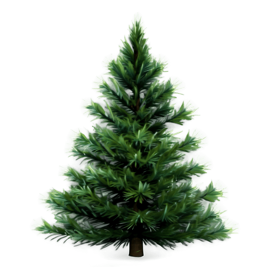 Evergreen Tree in Nature PNG iss62