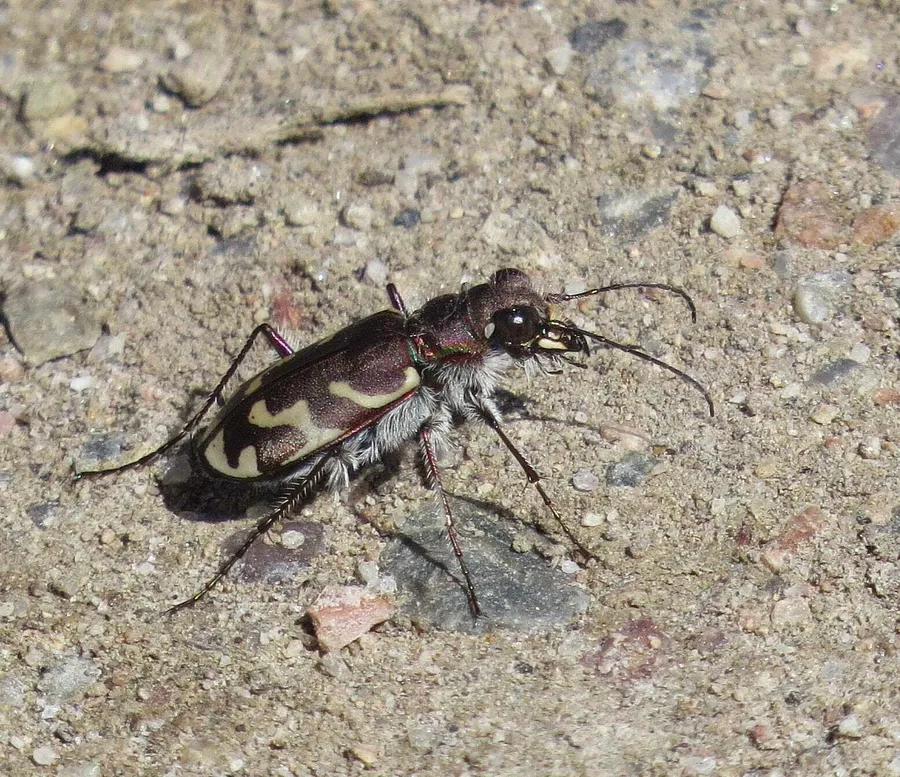 Tiger Beetleon Ground