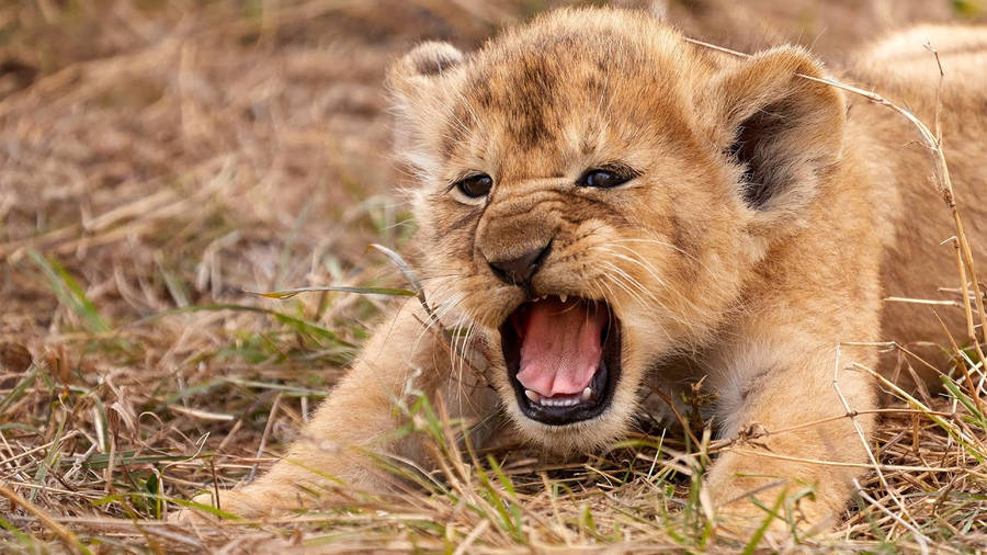 Cute Baby Lion che sbadiglia