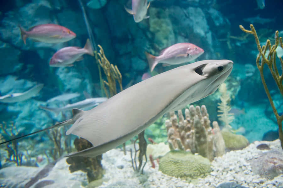 Raggio Cownose che Nuota in Acquario
