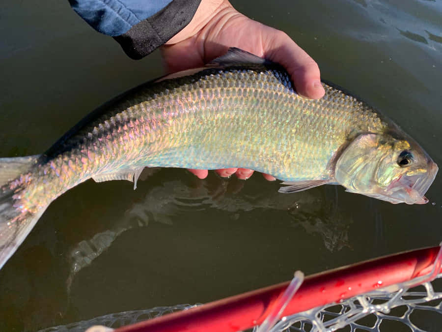 Süßwasser Shad gefangen beim Angeln